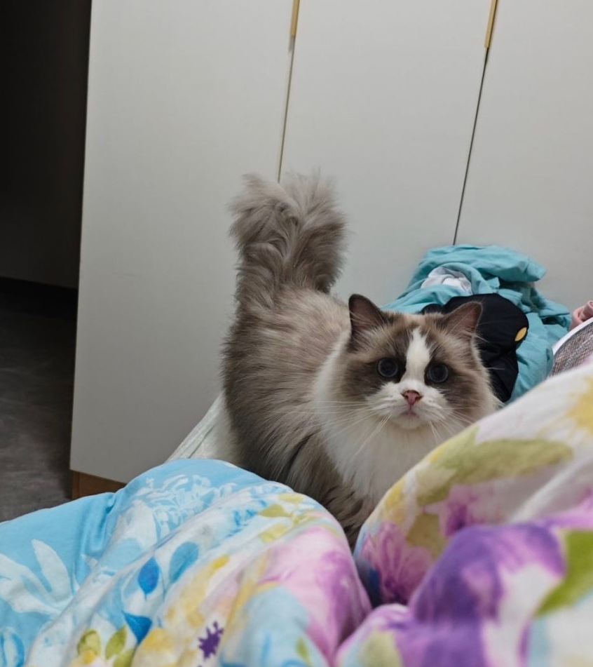 蓝双布偶猫妹妹